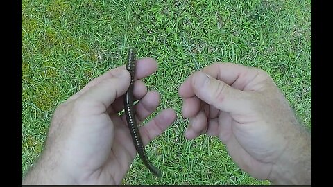 Fish on/ watermelon soft worm gets a bite, big worm, slow retrieval