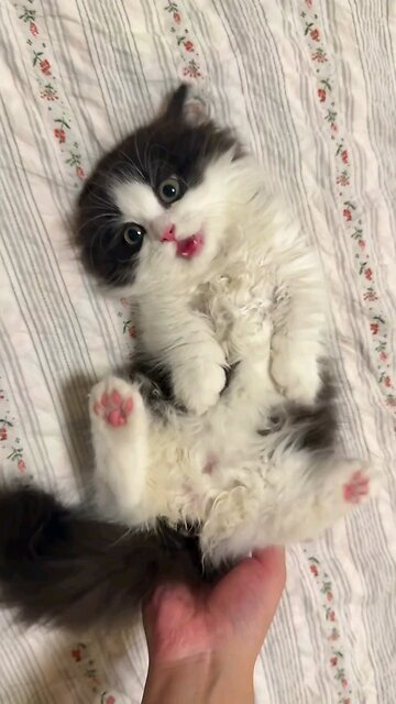 Happy Cat Cuddle Moments 😺❤️