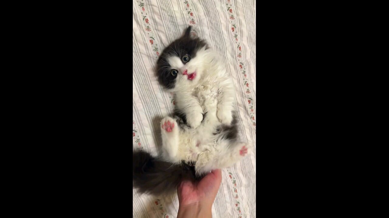 Happy Cat Cuddle Moments 😺❤️