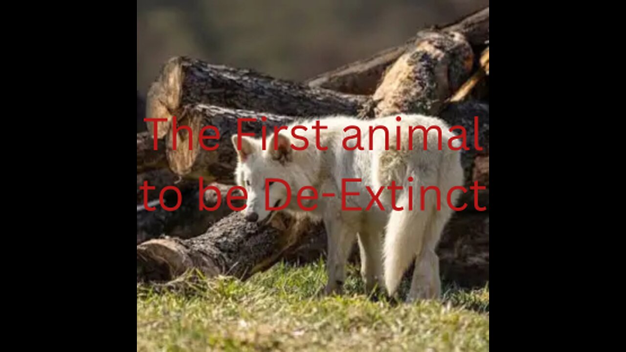 Scientists: Dire wolf brought back from extinction after 13,000 years