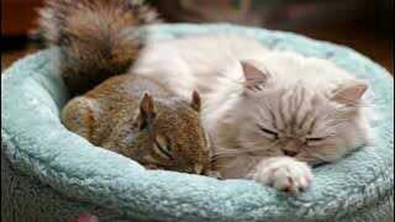 Cat and Squirrel Cuddlefest You Won't Believe!