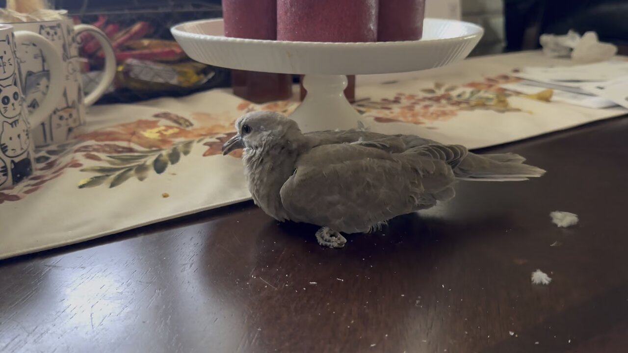 Hawks and a Dove.. Sadly.. she died😭