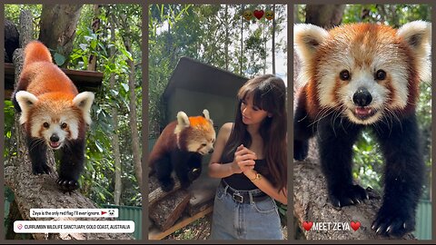 Nina Dobrev & Zeya the Red Panda – Unforgettable Friendship!