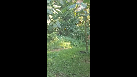monkey eat wild food