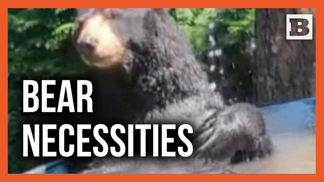 Livin the Good Life: Cubby the Bear Enjoys a Dip in His Backyard Pool