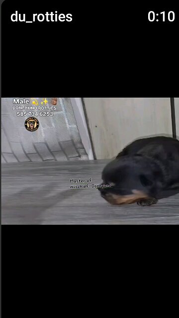 Master of Mischief DONEY UNO