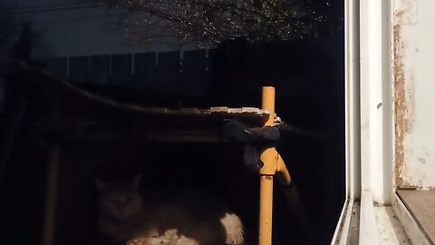 5 minutes of cat sleeping and rain sounds