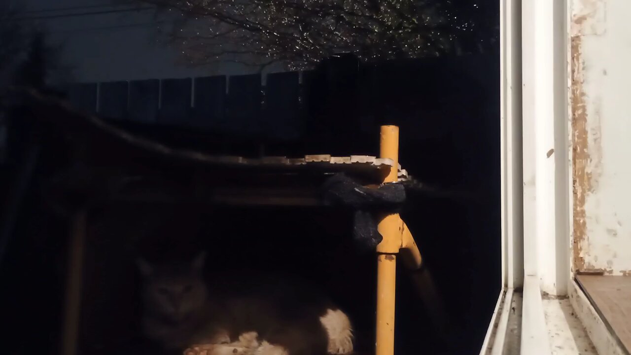 5 minutes of cat sleeping and rain sounds