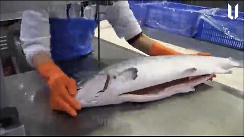 How Salmon is Processed in Factory - Farming and Harvesting of Salmon - Salmon Processing