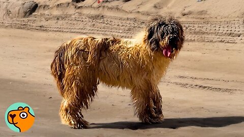 Matted Dog Gets A Much-Needed Haircut And Jumps From Happiness | Cuddle Buddies