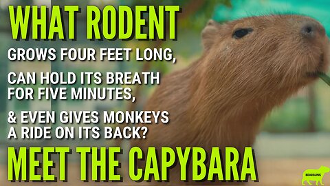 What Rodent Grows Four Feet Long Can Hold Its Breath For Five Minutes & Even Gives Monkeys A Ride!