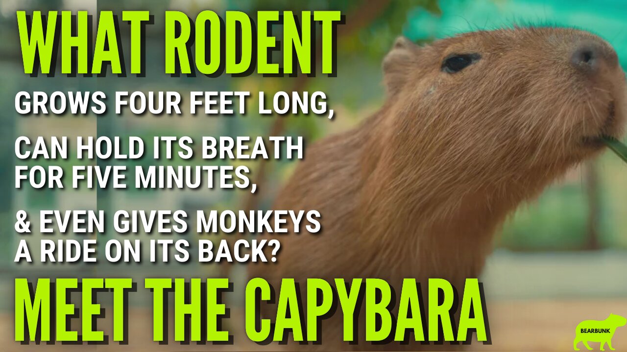 What Rodent Grows Four Feet Long Can Hold Its Breath For Five Minutes & Even Gives Monkeys A Ride!