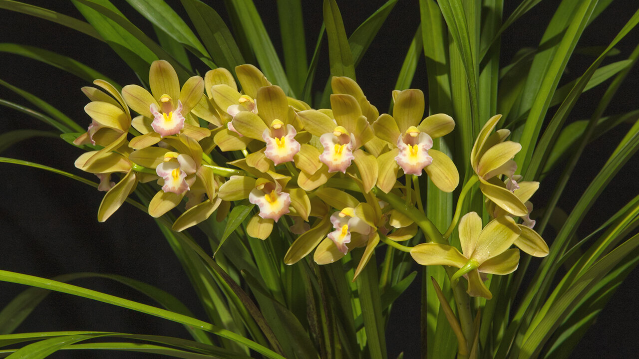 2025 August St. Augustine Orchid Society's Virtual Show Table
