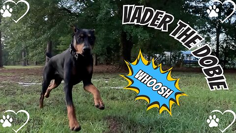 Doberman Rounds Up Rogue Chickens Like a Pro!