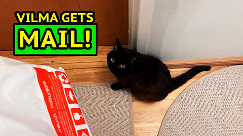 Vilma Cat Receives Mail