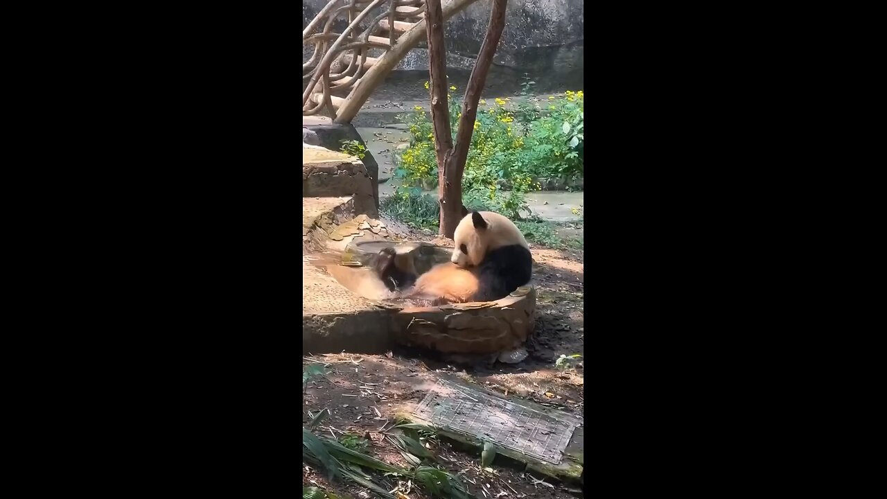 Goofy Pandas