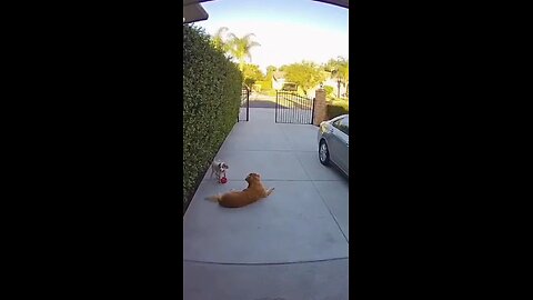 "He Tried to Save a Baby Leopard... Then This Happened 😨🐆" #LeopardRescue #AfricanWild