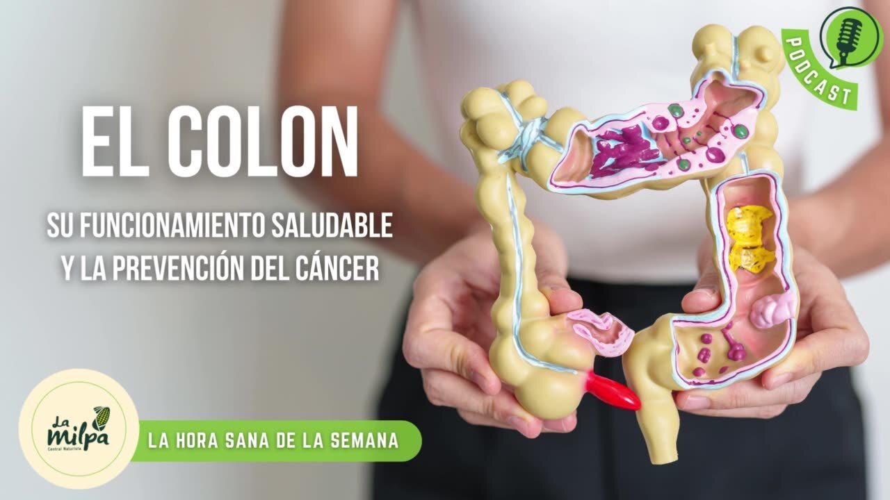 El Colon: Su funcionamiento saludable y la Prevención del Cáncer