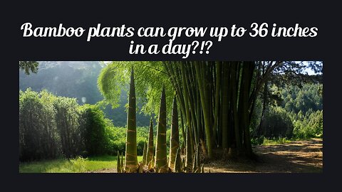 Fun Fact for May 27th 2025 Pt 1