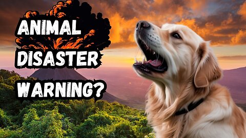 Can Animals Predict Earthquakes & Tsunamis? | Survival Instincts Uncovered