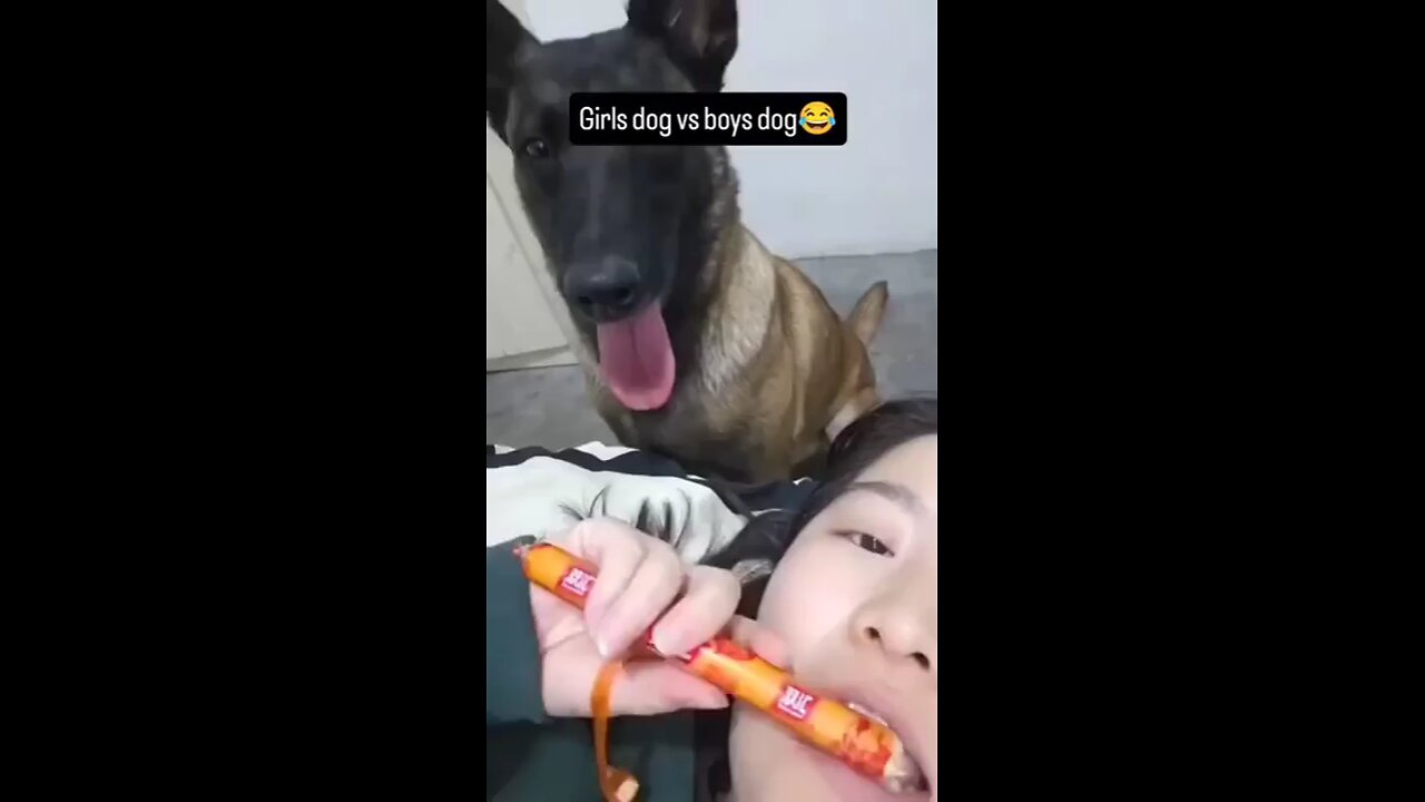 Seems like the dog is broken🤩