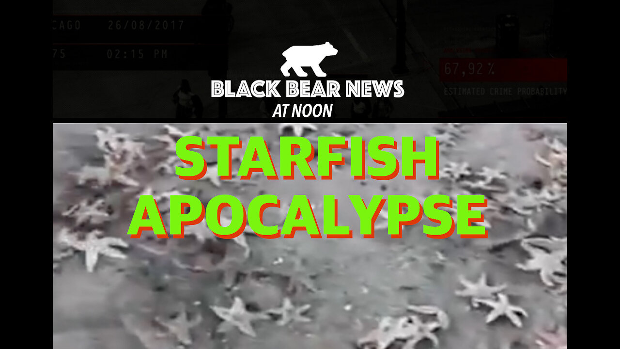 Starfish Apocalypse | Ghost Stores | Fall Of Nepal