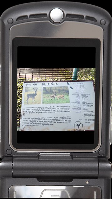 A symbol of beauty and balance in the wild! 🌾 #BlackbuckIndia #WildlifeElegance