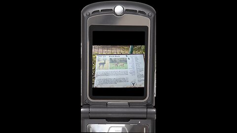 A symbol of beauty and balance in the wild! 🌾 #BlackbuckIndia #WildlifeElegance