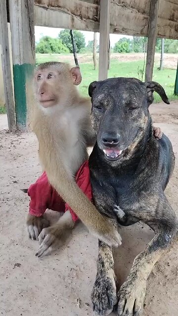 Lovely animal SokYaa, OG, Pao Mom Are Famous Around The World #shorts #anime #trend #edit