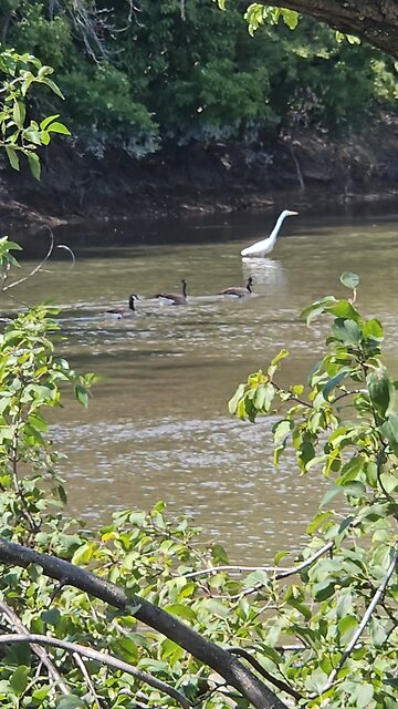 3 Geese Swim Past a White Heron