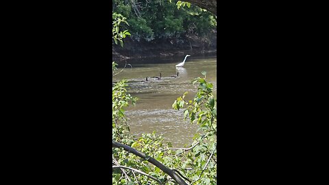 3 Geese Swim Past a White Heron