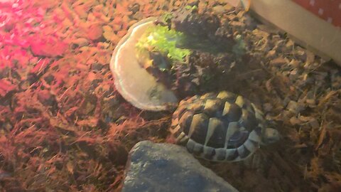 tortoise daily moment