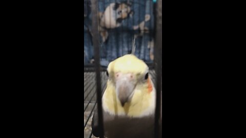 talking cockatiel banjo random funnies