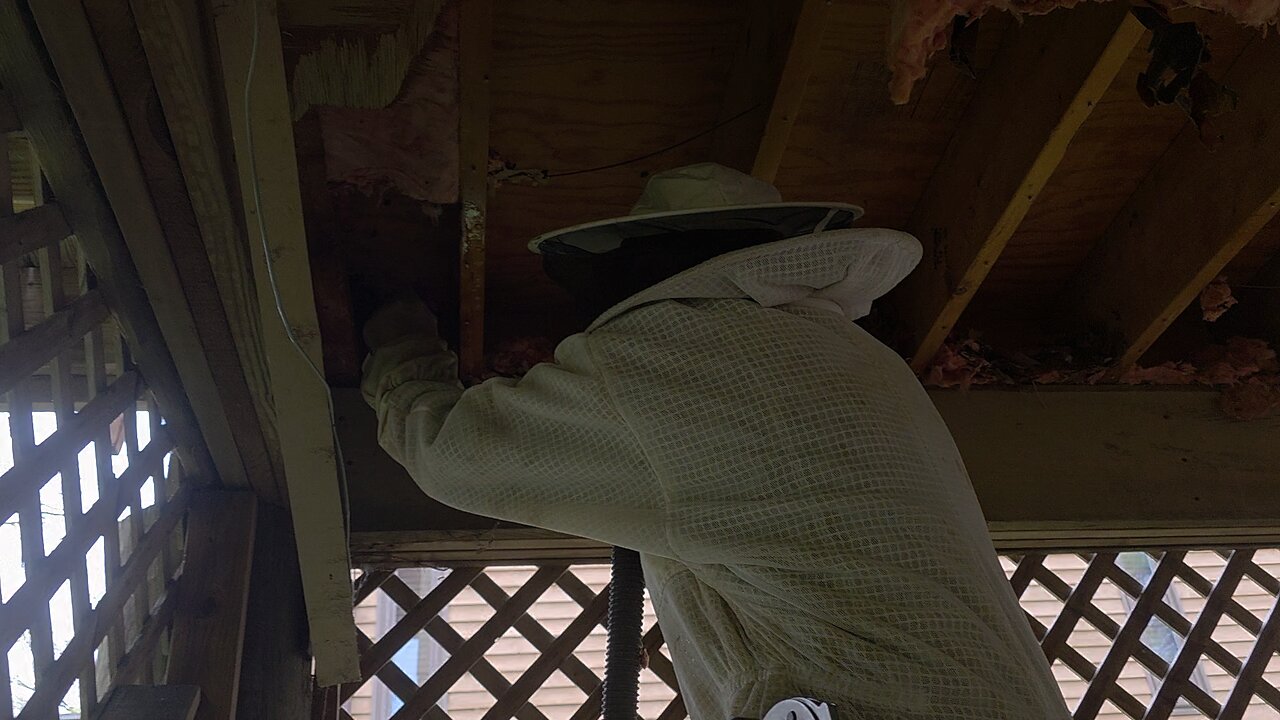 Bee Hive Capture
