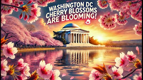 Washington DC Cherry Blossoms Are Peaking! 🌸 Don’t Miss This Stunning Spring Spectacle!