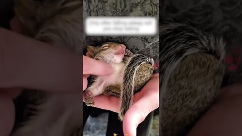 The girl let the cats go to the yard and they brought a friend with them
