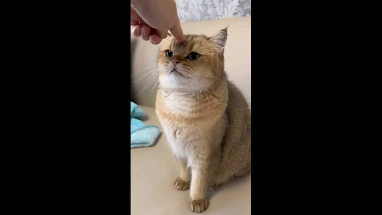 funny cat video😂