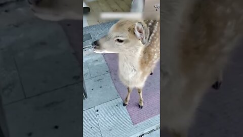 The woman rescued the reindeer from the sewer with climbing equipment and gave her a new home