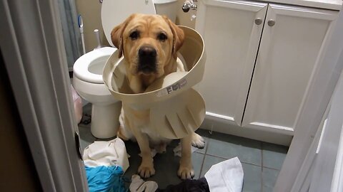 2025’s Funniest Pets! 😂 Cats & Dogs Like You’ve Never Seen! | TRY NOT TO LAUGH 😂