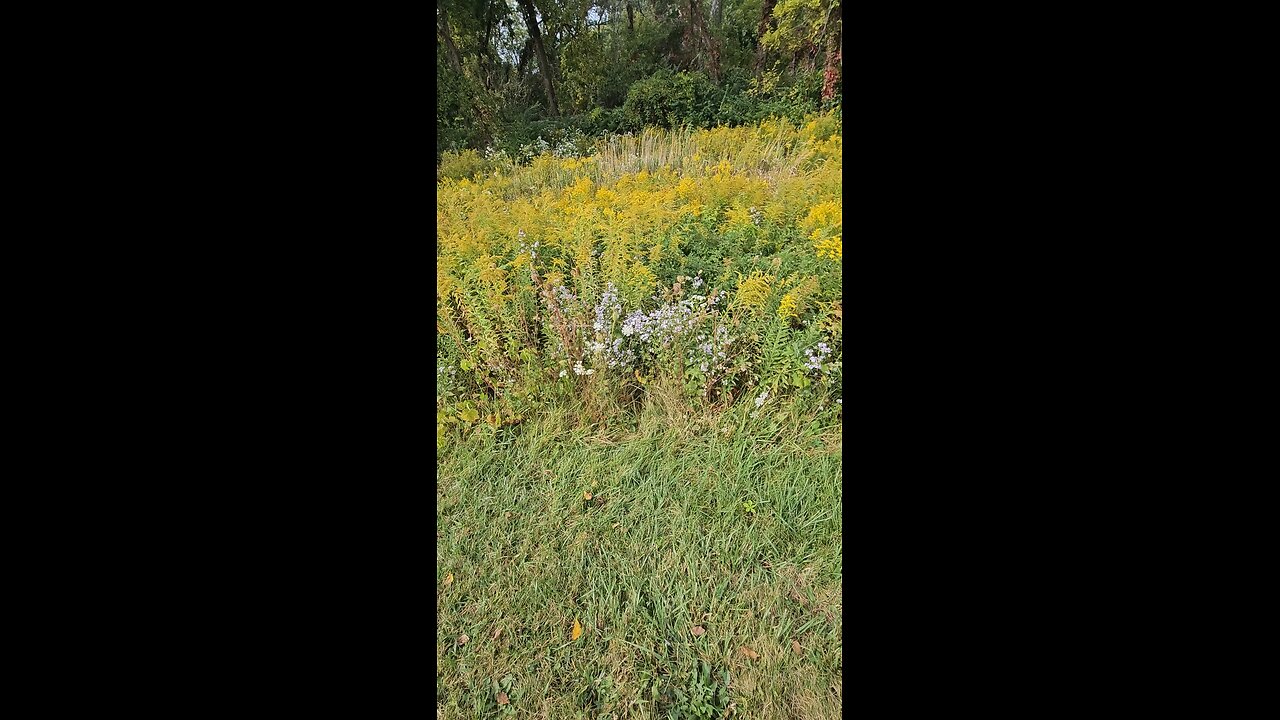 Small Whitish-Purplish Flowers