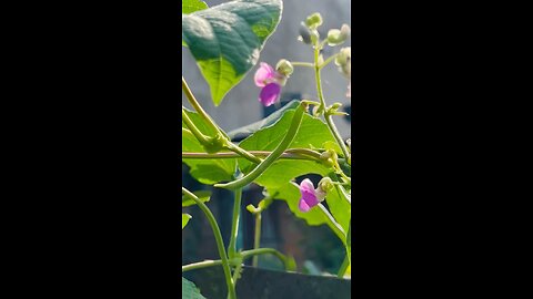 Fruits