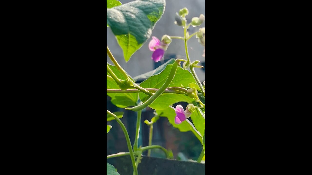 Fruits
