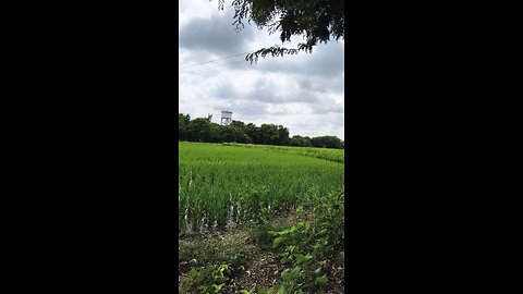 Paddy Crop Farming