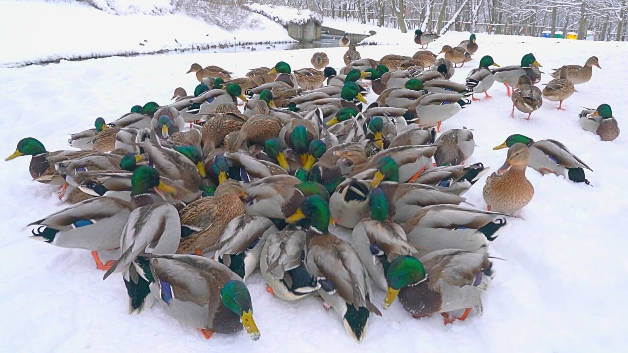 Knot of Arctic Mallard Ducks