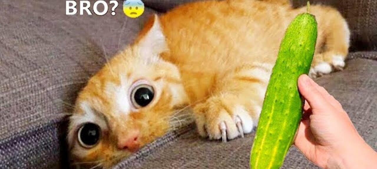 Silliest cat compilations of 2025 🤣🤣
