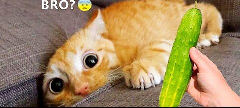 Silliest cat compilations of 2025 🤣🤣