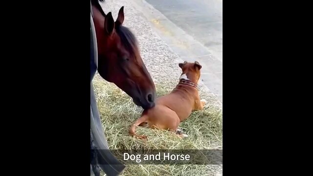 Dog &Horse: Funny Video