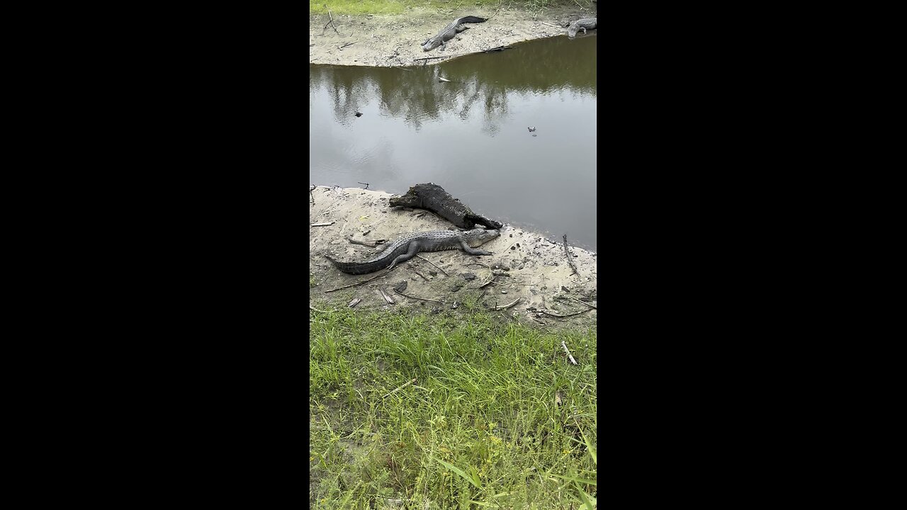 Myakka River State Park | Alligators Galore! | 4K