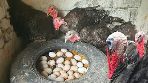 Visit Poultry Farm Make Million Turkeys Of The Young Farmer