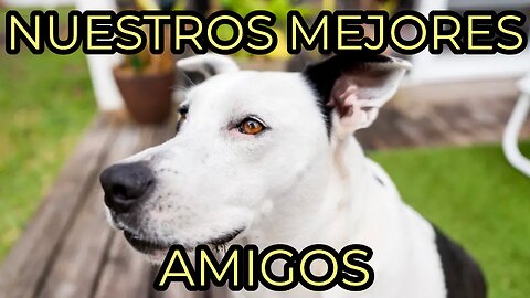 Dogs: Nuestros mejores amigos-Man’s Best Friend